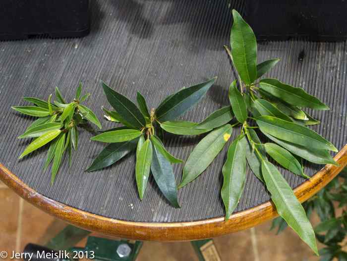 Branch tips